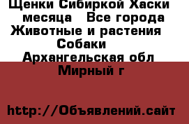 Щенки Сибиркой Хаски 2 месяца - Все города Животные и растения » Собаки   . Архангельская обл.,Мирный г.